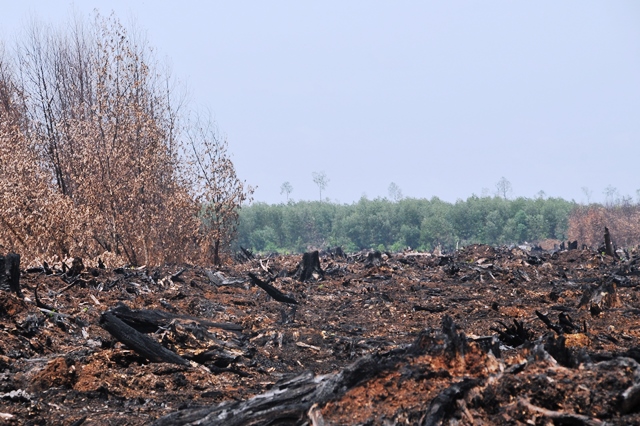 放火されたアブラヤシ農園（前景）とRUJのアカシア植林（後景） （出典：Adi Pranowo氏） 