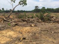 Ex-rubber garden destroyed by MHP, Desa Suban Ulu Semangus, kecamatan Talang Ubi (Photo: March 2019  JATAN)